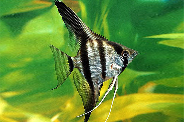 Different Kinds Of Freshwater Angelfishes 4,Frozen Daiquiri Recipe With Limeade