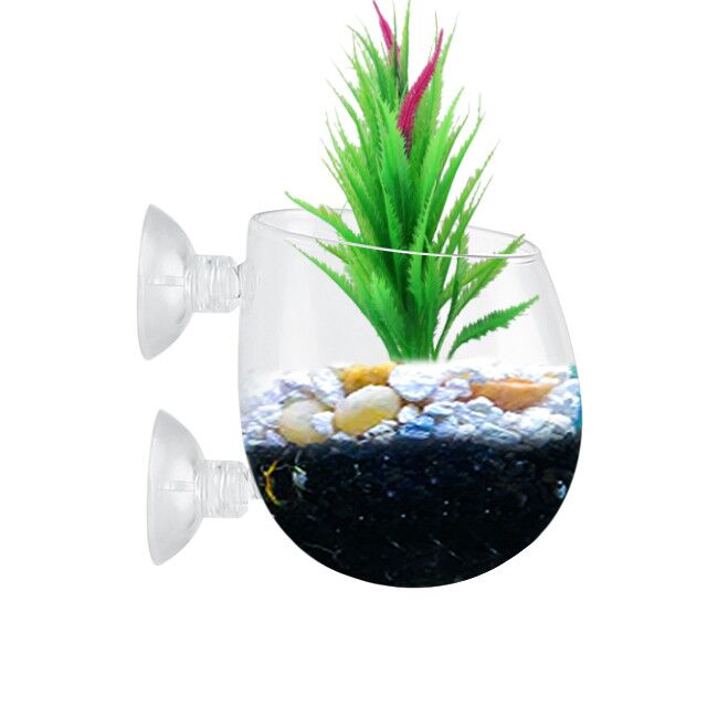 Aquarium Plant Pot Glass Plant Holder 2pcs at Low Price Buy Online